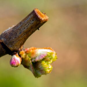 vineyard breaking buds