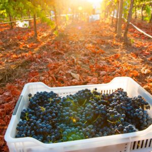 bucket of grapes placed in the middle of a vineyard