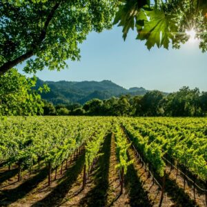 open vineyard