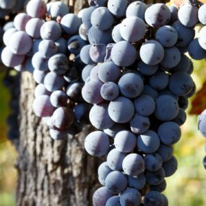 cabernet sauvignon grapes