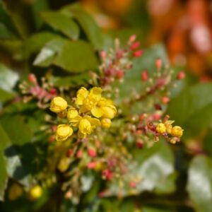 flowering grapevine