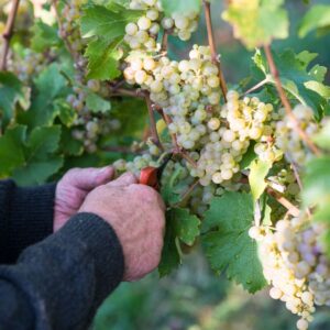 hands cutting grapes off a vine