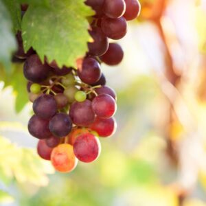 sun rays brightening a grape vine