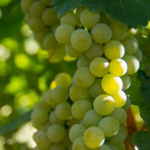 chardonnay grapes