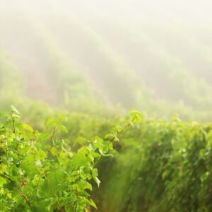 sun rays shining on a vineyard