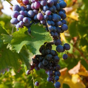 merlot grapes