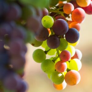 versaison grapes