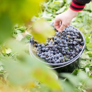 hand placing red grapes into a bucket