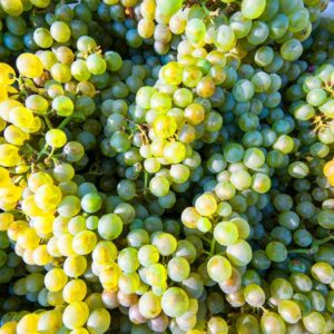 pile of white grapes