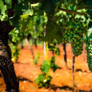 grapes hanging in a bright vineyard