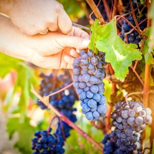 hand picking red grapes