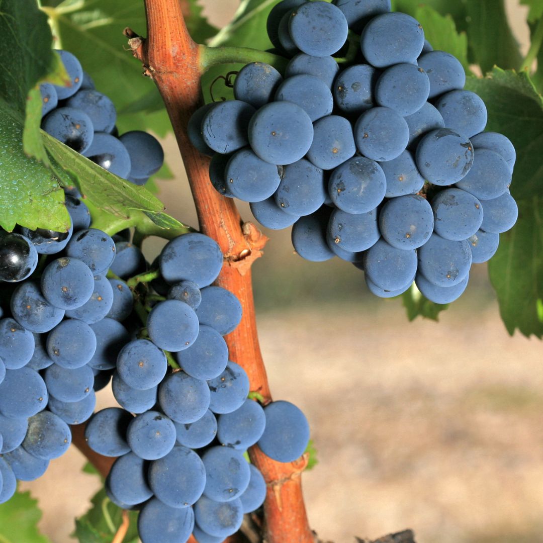 Grapes to make outlet wine